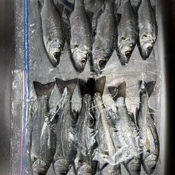 セイゴ（ヒラスズキ）