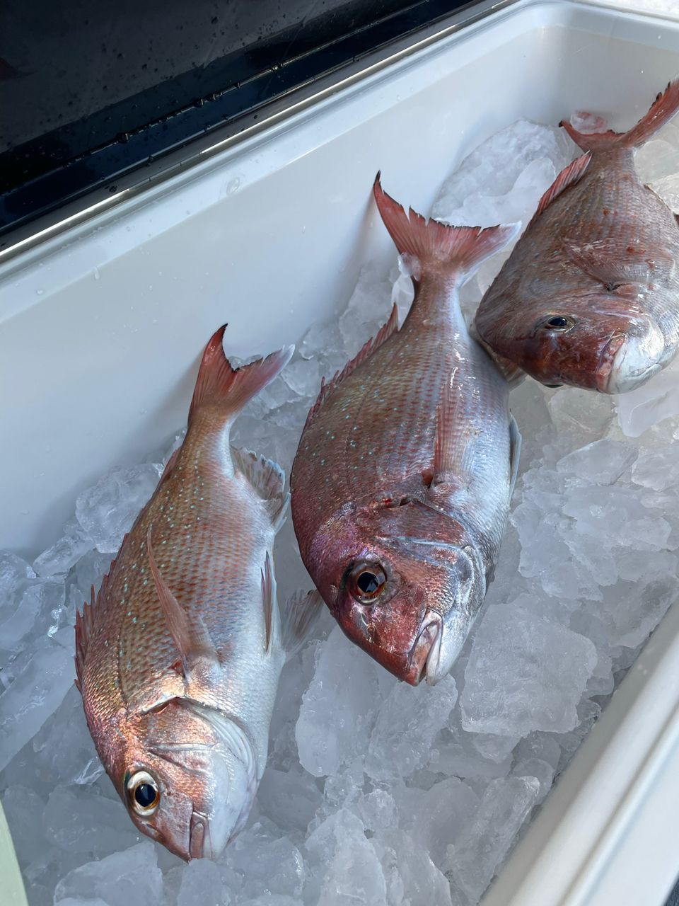 ジギング見習いさんの釣果 1枚目の画像