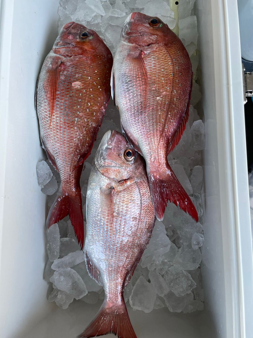 ジギング見習いさんの釣果 1枚目の画像