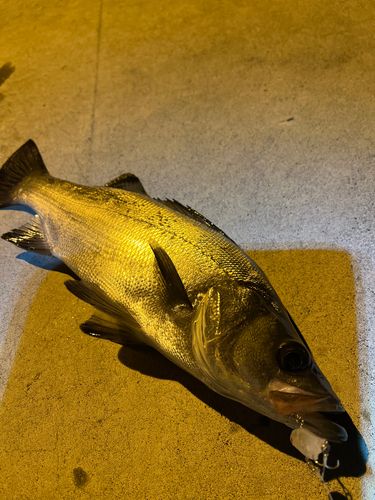 シーバスの釣果