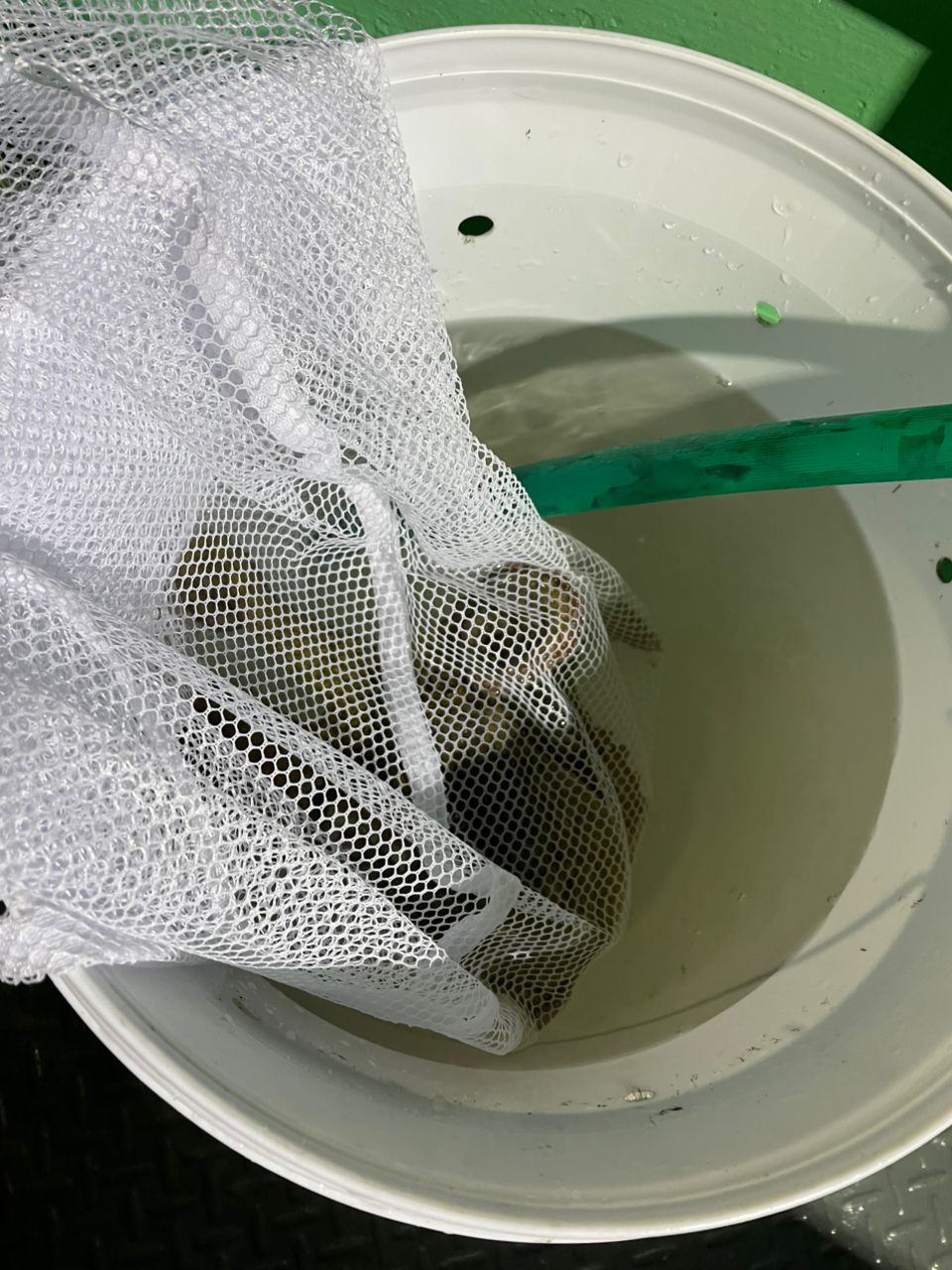 コナツ2015さんの釣果 1枚目の画像