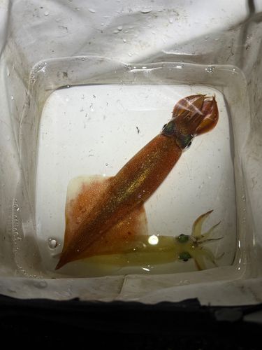 ヤリイカの釣果