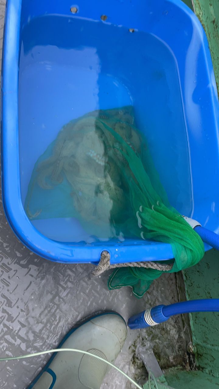 コナツ2015さんの釣果 1枚目の画像