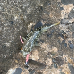 クサフグの釣果