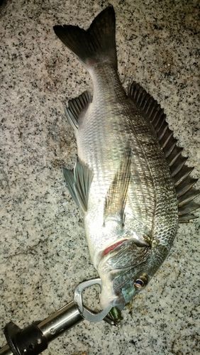 チヌの釣果