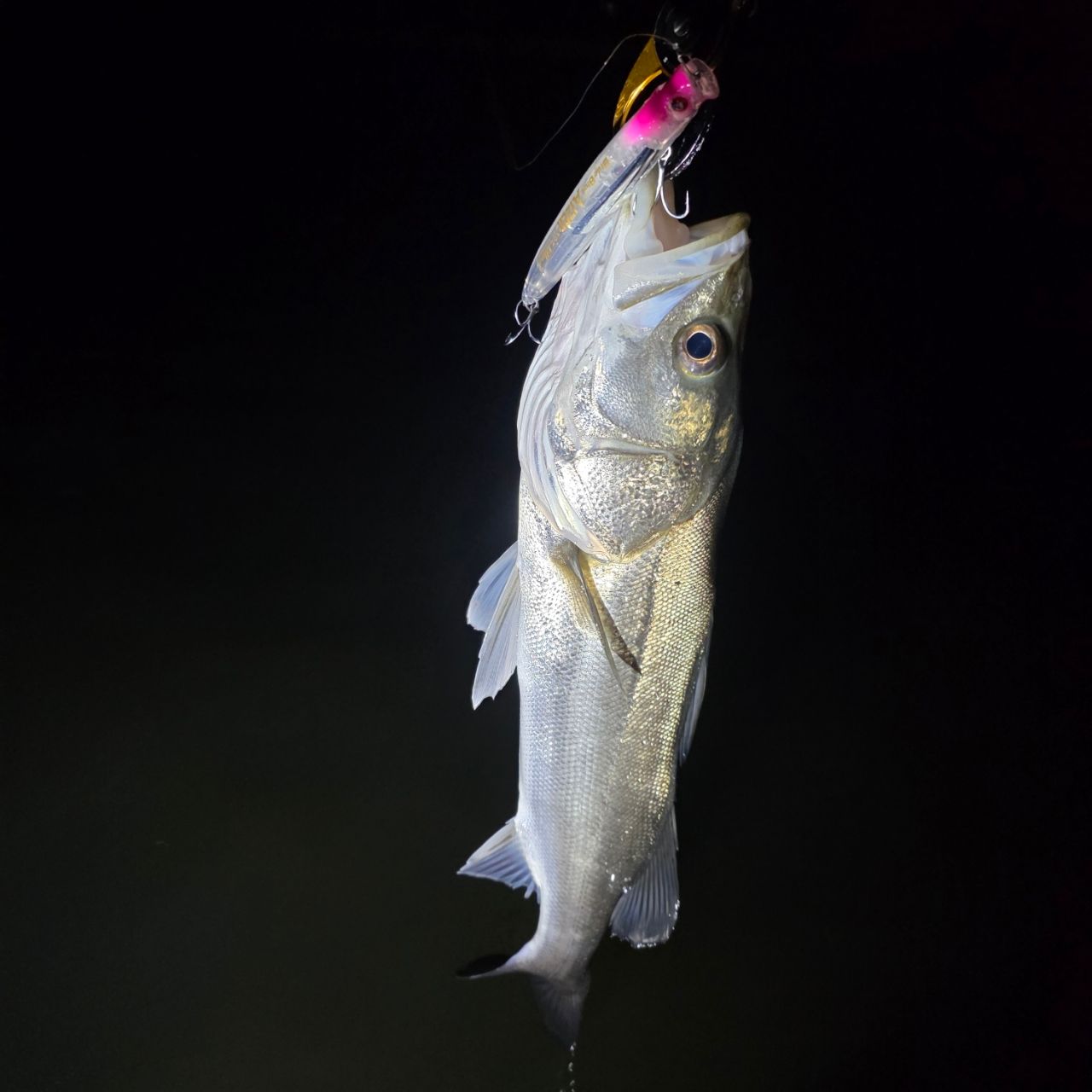 TULALA ハーモニクス スタッカート 98MHSS-HXの最安値・インプレ・釣果