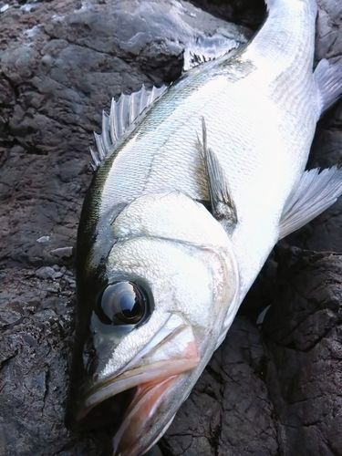 ヒラスズキの釣果