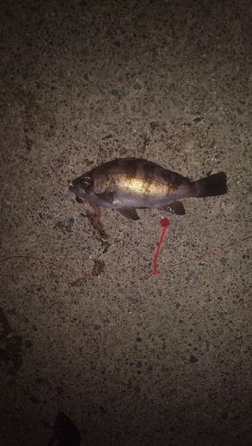 メバルの釣果