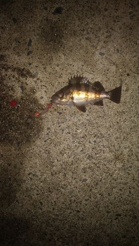 メバルの釣果