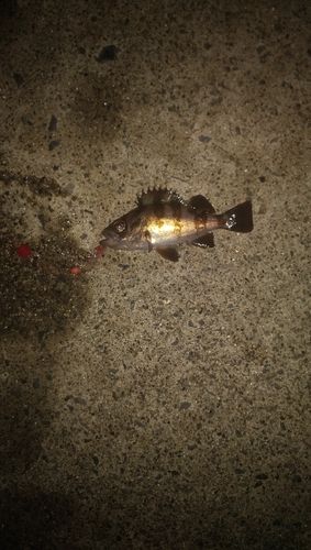 メバルの釣果