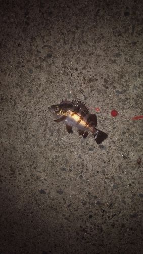 メバルの釣果