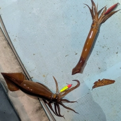 スルメイカの釣果