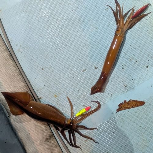 三陸海岸（岩手）