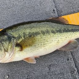 ラージマウスバス