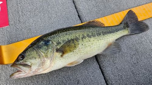 ラージマウスバスの釣果