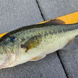 ラージマウスバス