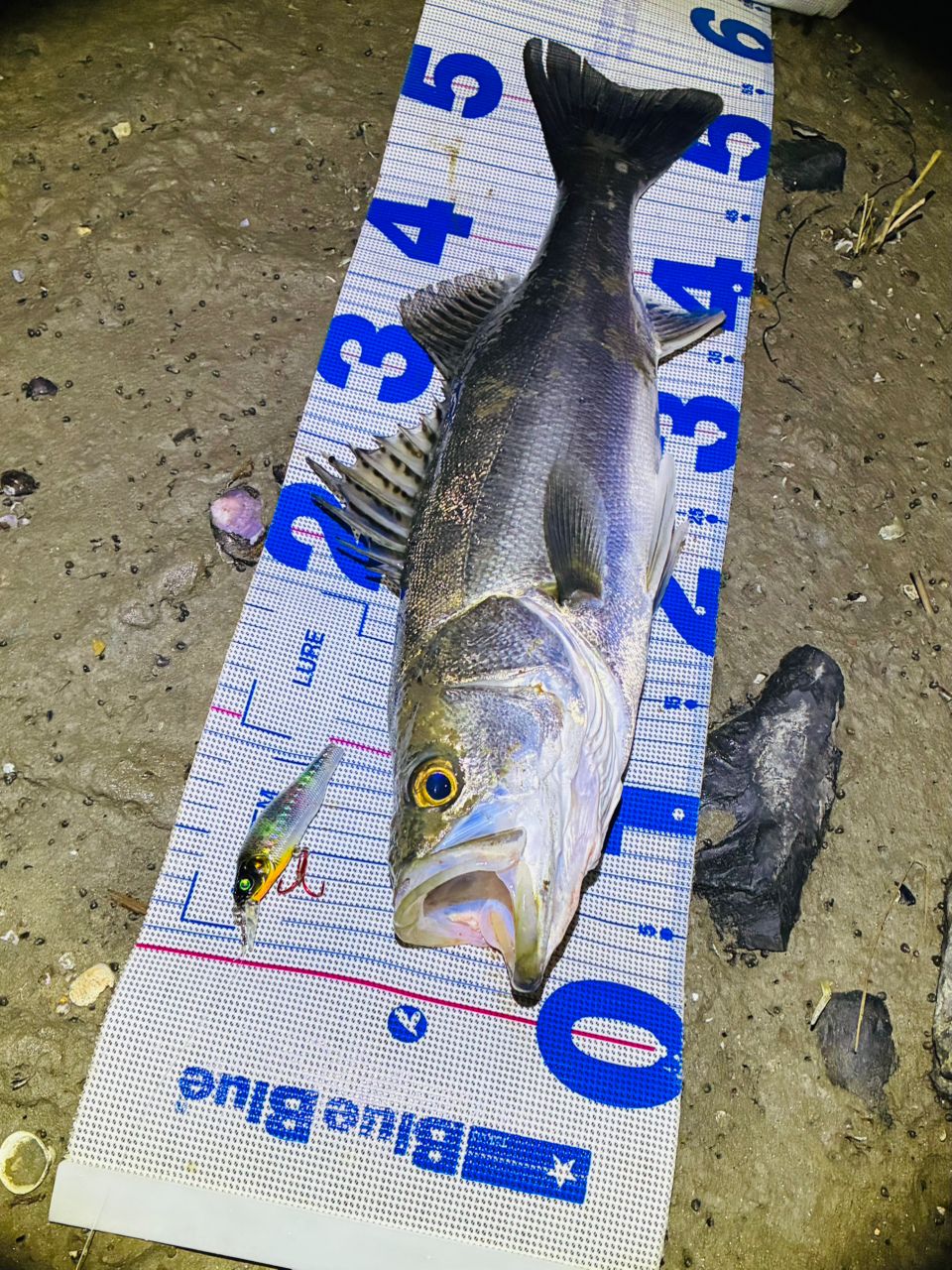 GCRAFT セブンセンスTR ミッドリバーの最安値・インプレ・釣果 | 本音