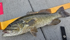 スモールマウスバスの釣果