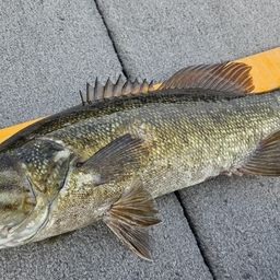 スモールマウスバス