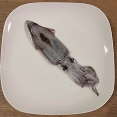 ヒイカの釣果