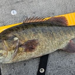 スモールマウスバス