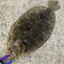 ガンゾウビラメ