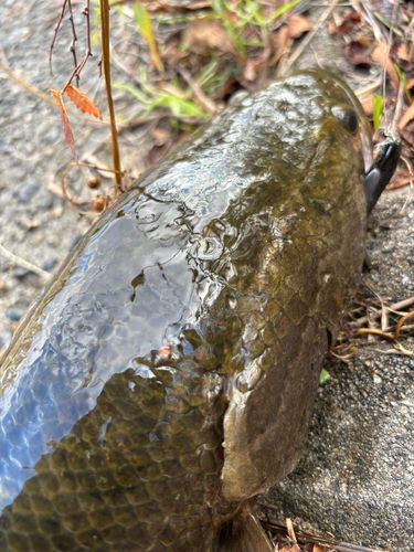 ライギョの釣果