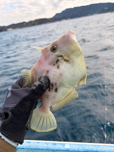 カワハギの釣果