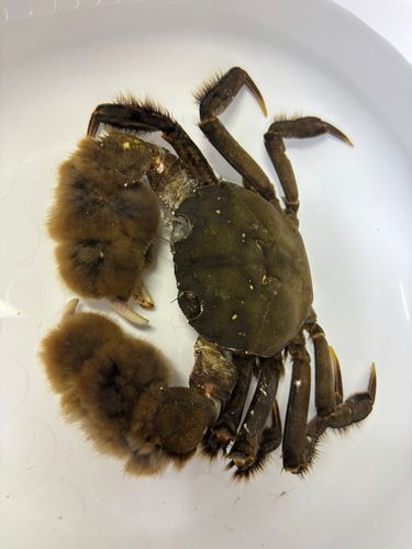 モクズガニの釣果