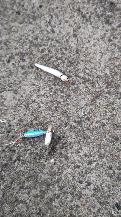 カタクチイワシ