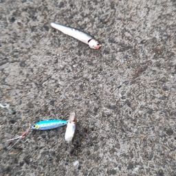 カタクチイワシ