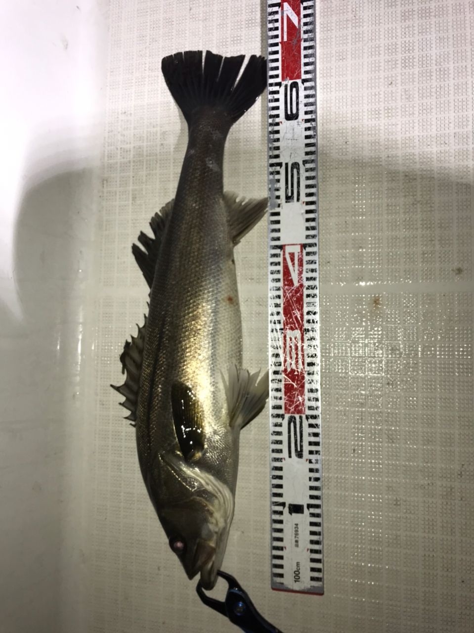 kan777(江戸前)さんの釣果 1枚目の画像