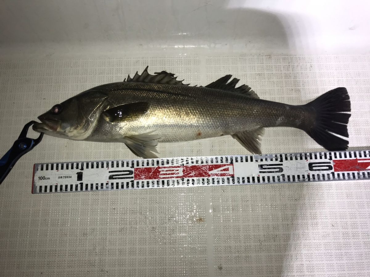 kan777(江戸前)さんの釣果 2枚目の画像