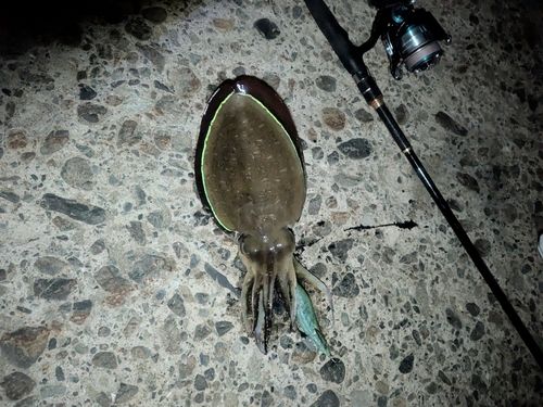 東京湾（富津〜金谷）