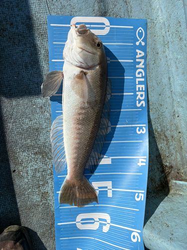 シロアマダイの釣果