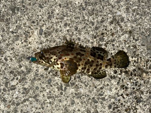 チャイロマルハタの釣果