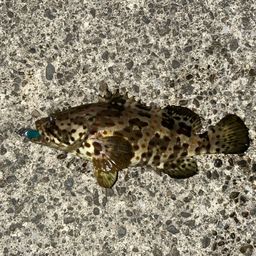 チャイロマルハタ