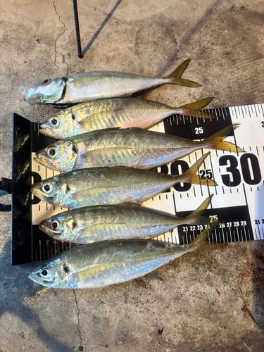 アジの釣果