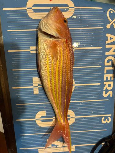 イトヨリダイの釣果