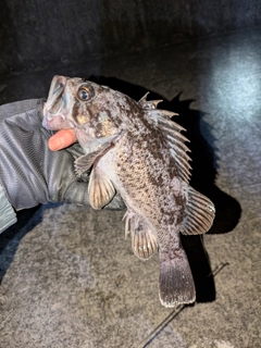 クロソイの釣果