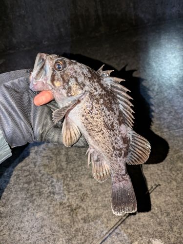 クロソイの釣果