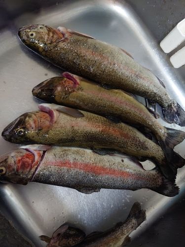レインボートラウトの釣果
