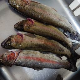 レインボートラウト