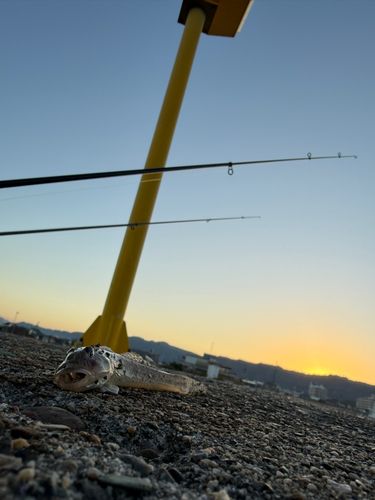 マハゼの釣果