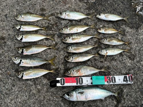 アジの釣果