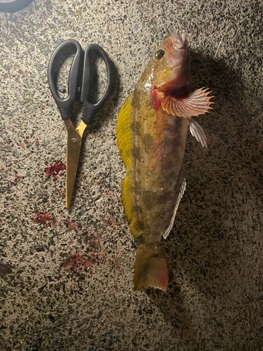 アイナメの釣果