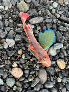 ホウボウの釣果