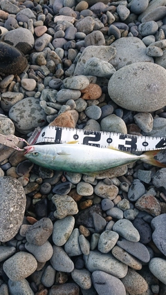 フクラギの釣果