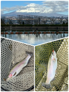 ニジマスの釣果