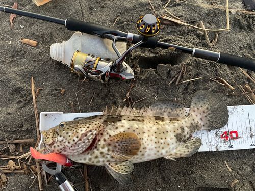 チャイロマルハタの釣果